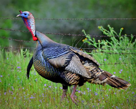 Dec 2016 - Wild Turkey - PawsPartners - An Alliance for the Animals