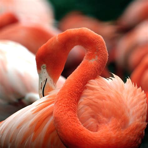 File:Flamingo National Zoo.jpg - Wikimedia Commons