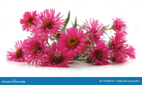 Bouquet Of Pink Chrysanthemums. Stock Photo - Image of natural, chrysanthemums: 131299276