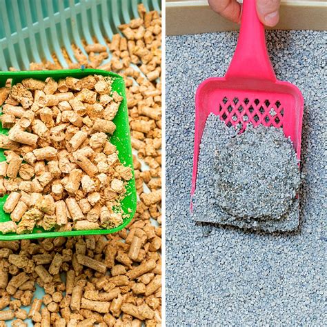 Wood Cat Litter vs Clay Cat Litter: What's the Difference? | Reader's Digest