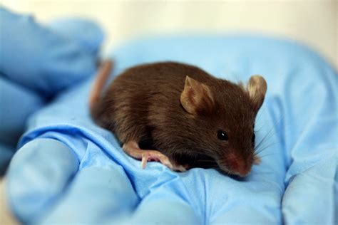 File:Lab mouse mg 3216.jpg - Wikimedia Commons