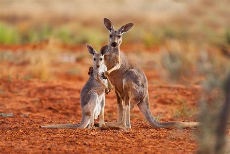 Kangaroos, an Australian icon, are being butchered to feed the pet food ...