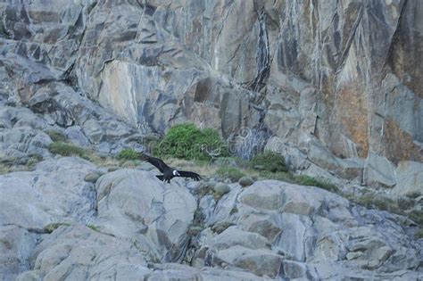 The Andean Condor is a Species of Bird in the Cathartidae Family. Stock Image - Image of ...