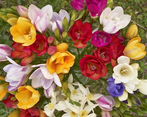 Colorful freesia flowers — Stock Photo © DimitriosP #12730063