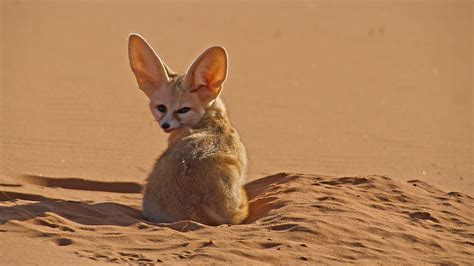 BBC One - Dogs in the Wild: Meet the Family - A lucky rescue for the world’s smallest wild dog