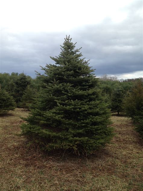 Blue Spruce | Good Spirits Tree Farm