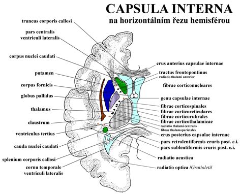 Untitled Document [anatomie.lf3.cuni.cz]