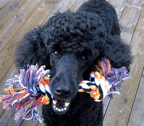 Poodle | Poodle, Standard poodle haircuts, Black standard poodle