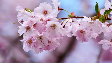 Download wallpaper 2048x1152 cherry blossoms, flowers, blur, tree ...