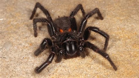 Giant Australian Spider Eats Snake