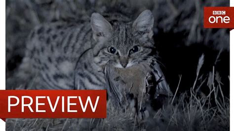 Deadliest cat on Earth - Big Cats: Preview - BBC One - YouTube