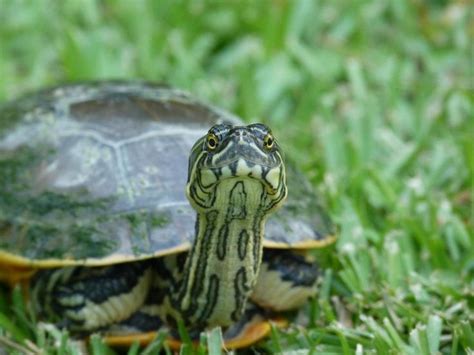 12 Photos Of Wildlife In Louisiana That Will Drop Your Jaw | Louisiana, Wildlife, Louisiana history