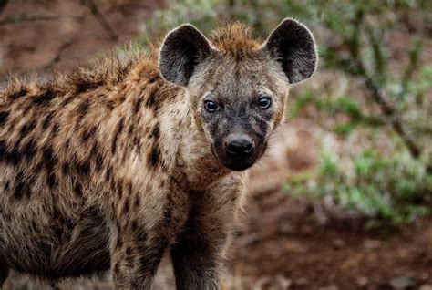 African Lion vs. Hyena Fight comparison, who will win?