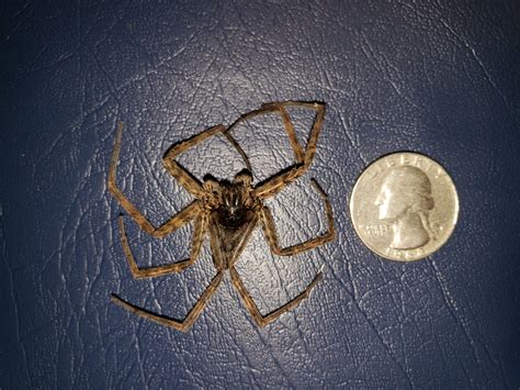 Dolomedes tenebrosus (Dark Fishing Spider) in Stafford, Virginia United ...