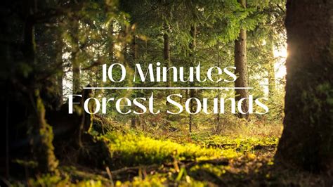 Forest Sounds | Nature Sounds Birds - Relaxing and Calming Sounds - YouTube