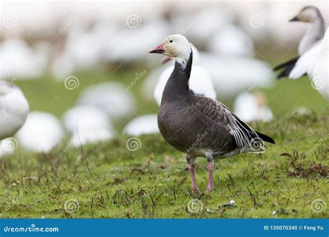 Migrating blue geese stock photo. Image of bird, canada - 135070340