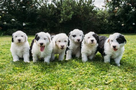 Dulux Dog