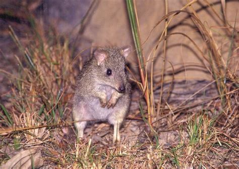 Northern bettong - Alchetron, The Free Social Encyclopedia