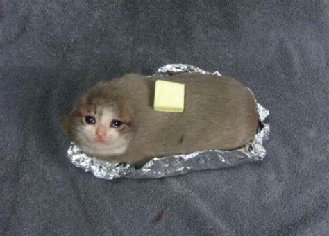 CAt AbOUt to Be SlIced IN HalF BY KNife CRiEs : r/PeopleFuckingDying