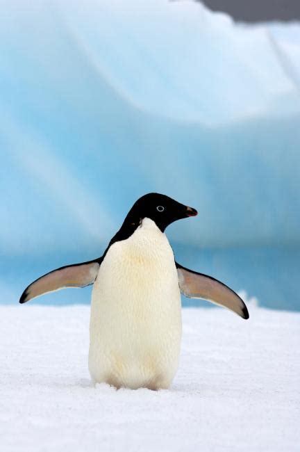 Top 10 facts about Adélie penguins | WWF