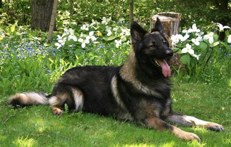 Shiloh Shepherd - Facts, Pictures, Temperament, Price, Puppies | Animals Breeds