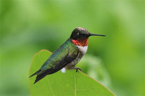 The 13 Types of Hummingbirds in Florida! (ID Guide + Photos)