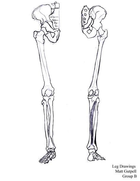 Human Bones Drawing at GetDrawings | Free download