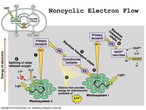 PPT - PHOTOSYNTHESIS PowerPoint Presentation, free download - ID:41334