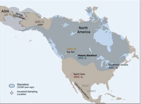 Research collaboration dates genetic lineage of Blackfoot Confederacy to late Pleistocene ...