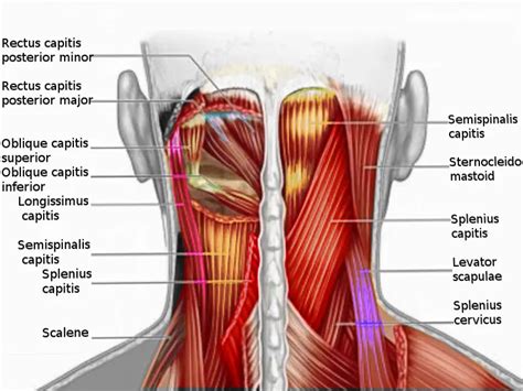 Osteopathy Treatment For Neck Pain | Living Health Group