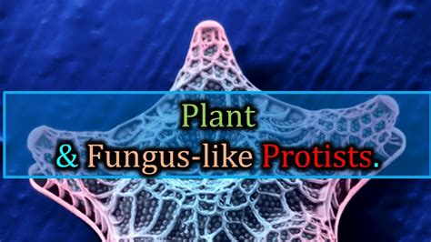 Examples Of Fungus-like Protists