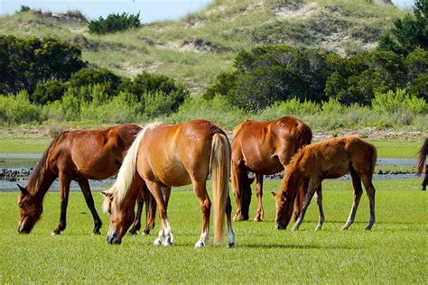 Shackleford Banks Shelling & Wild Horse Expedition - Beaufort-NC.com