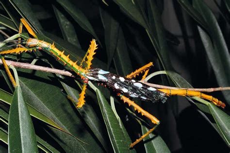 Two species of colourful stick insects discovered in Madagascar | New Scientist