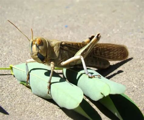 What Do Locusts Eat? (Everything You Need to Know) - KonnectHQ