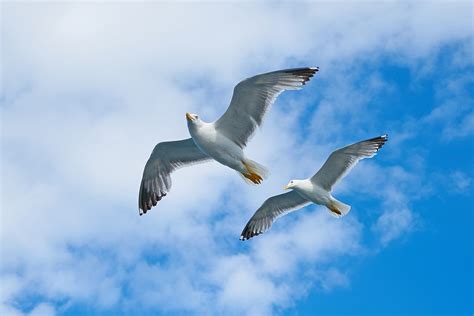 Seagull Bird Gulls - Free photo on Pixabay