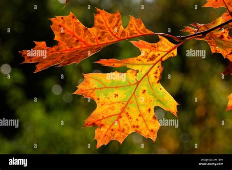 American red oak - leaves in autumn colours - colourful foliage (Quercus rubra Stock Photo - Alamy