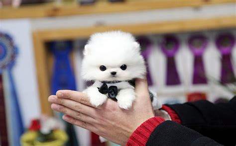 Teacup Puppies Are Cute, But Here’s What You Don’t Know About Where ...