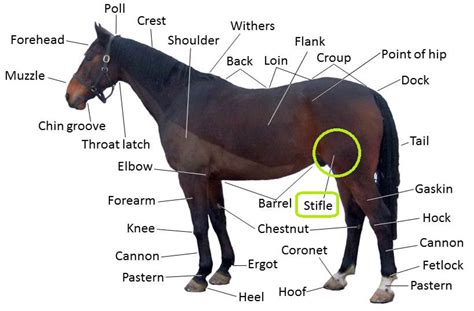 Horse Stifle Injuries: Prevention, Causes, Symptoms, and Treatment - CarnoGel