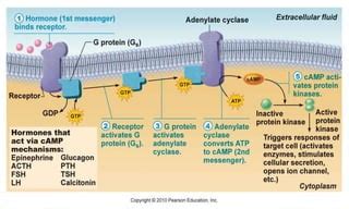 Second messenger system | PPT