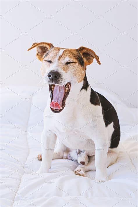 Adorable cute dog puppy yawning | High-Quality Animal Stock Photos ~ Creative Market