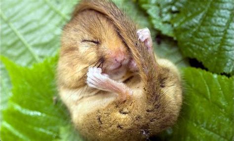 How long do dormouse live