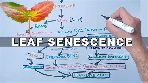 Mechanism of Leaf Senescence - YouTube