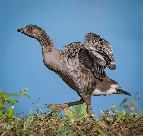 International Rescue! The Hawaiian Goose - Owen Deutsch Photography