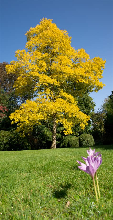 File:Robinia pseudoacacia 'Frisia'.jpg - Wikimedia Commons