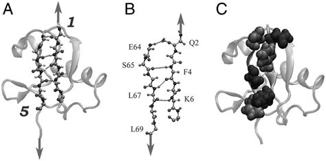 The structure of ubiquitin (A). Cartoon of the ubiquitin protein,... | Download Scientific Diagram