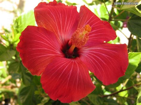 Hawaiian Flower Names And Pictures | Insured By Laura