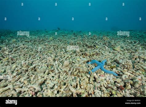 Linckia laevigata, Blue Sea Star on dead coral reef, Bali, Indonesia, Indo-Pacific Ocean Stock ...