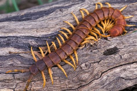 Centipedes Never Have 100 Legs and Other Fascinating Facts | Centipede, Animal facts, Surviving ...