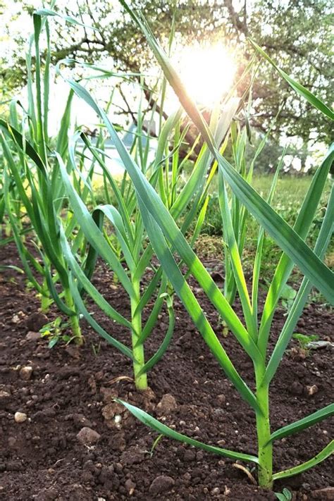 Best Watermelon Companion Plants and the Bad Ones