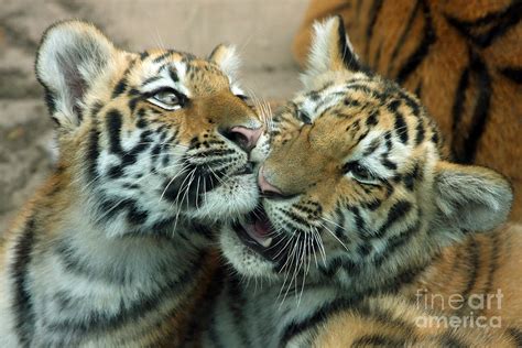 Amur Tiger Cubs Photograph by Kathy Eastmond